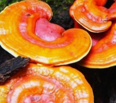 간에 좋은 한약재