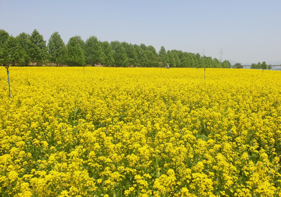 2023.구리 유채꽃축제.유채꽃 한강예술제.유채꽃 개화현황.주차