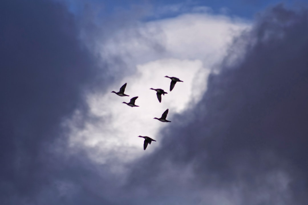 Migration