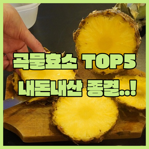 직접 비교한 발효 곡물 효소 BEST..