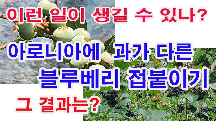 아로니아 재배 전정 포인트 병충해 방제 수확 저장_3