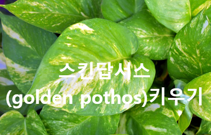 스킨답서스(golden pothos)키우기