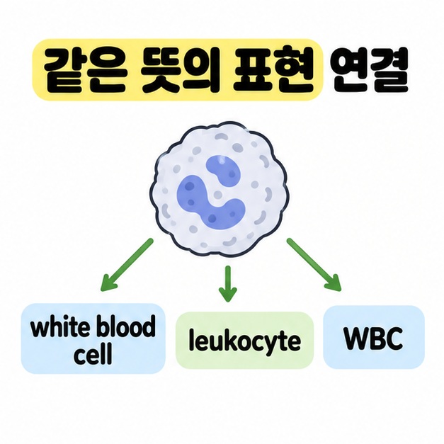 하나의 백혈구 개념 삽화에서 white blood cell과 leukocyte 및 WBC로 세 갈래 화살표를 연결해 같은 뜻의 표현을 보여주는 도식