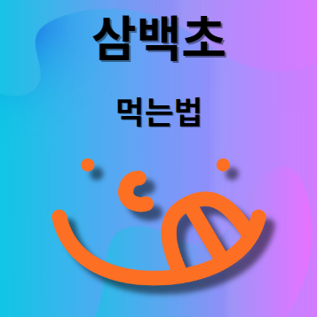 삼백초 먹는법