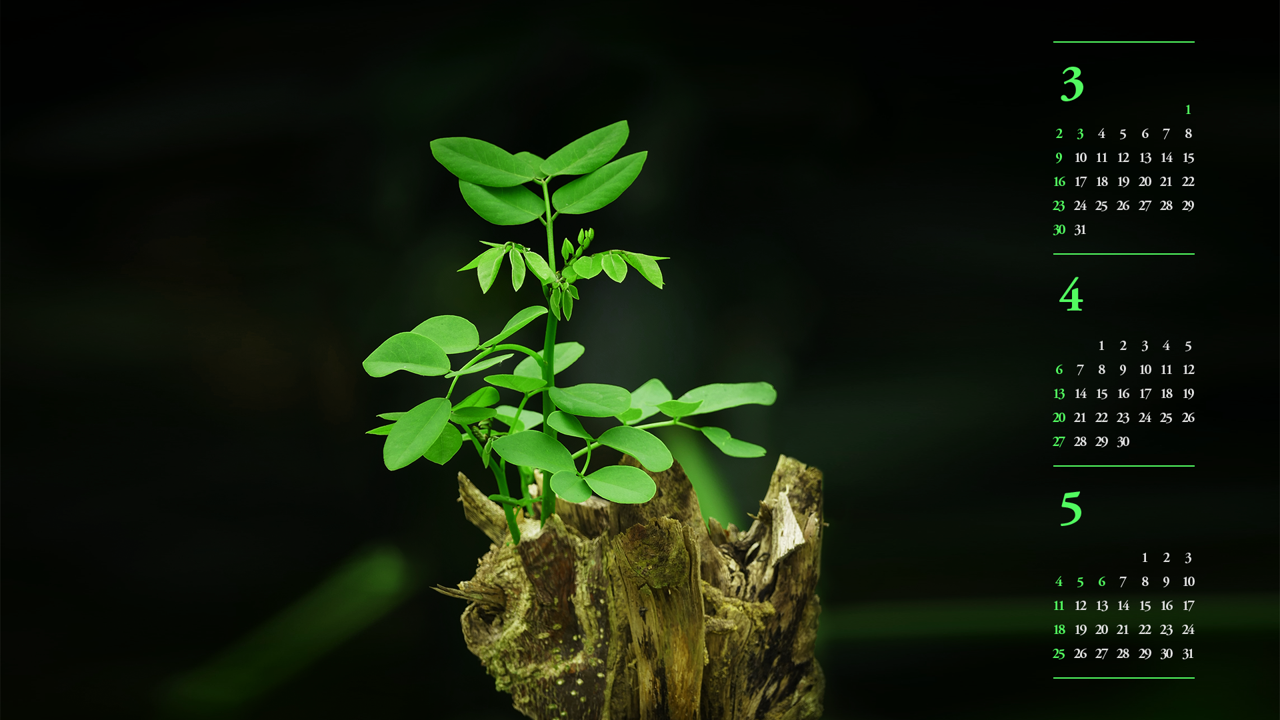 12 고목나무에 핀 새순 B - 2025년4월 노트북배경화면