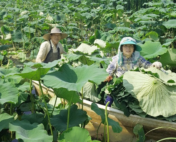 한국인의밥상-부안-연잎농장