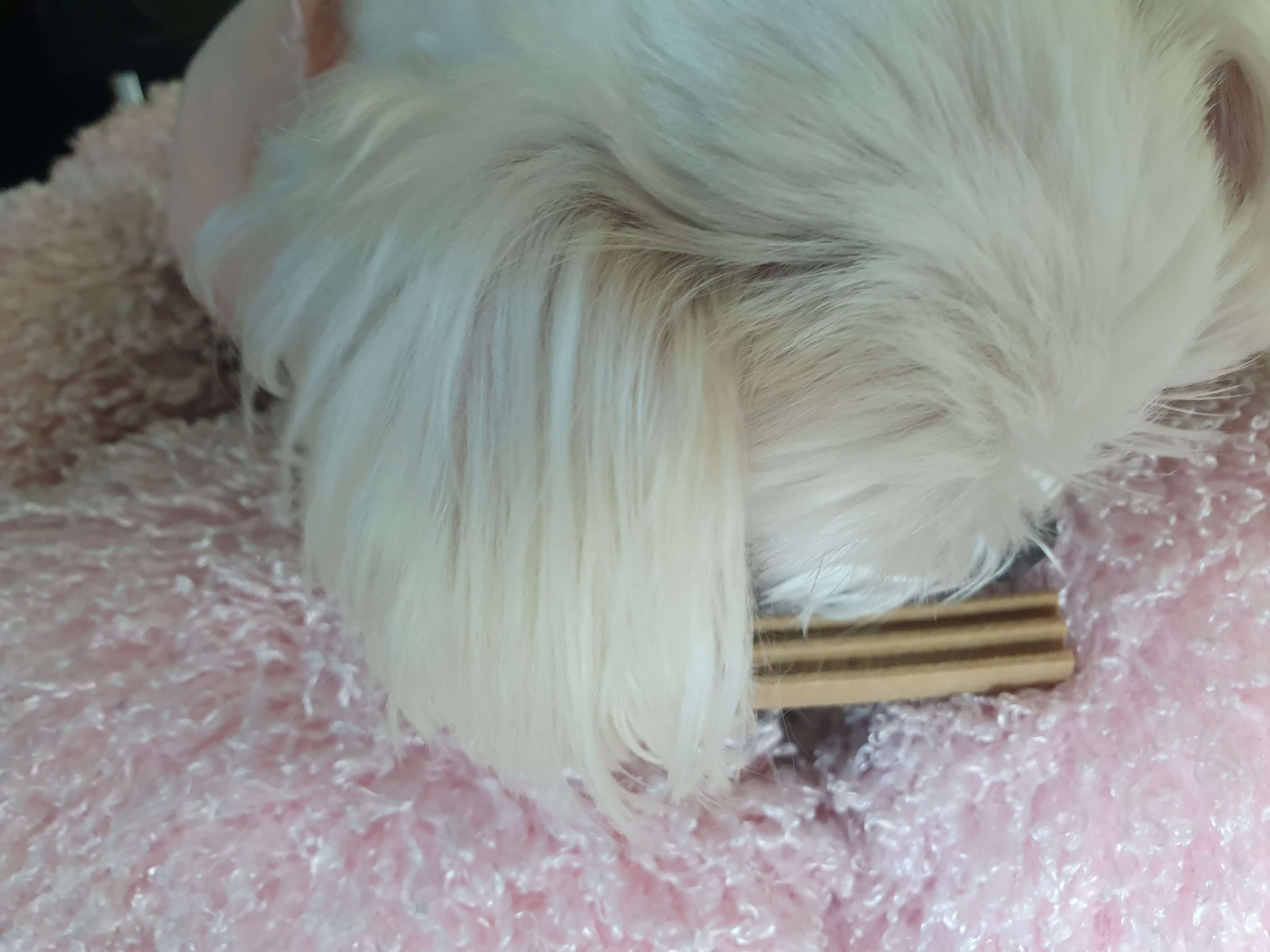 우리집강아지-두부