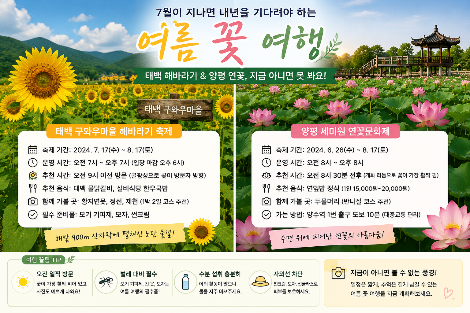 여름 꽃 여행 (태백구와우마을 양평 세미원)