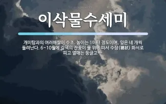 자부 뜻 며느리 호칭 자부상 손부 사위 상주 관계 정리집_21