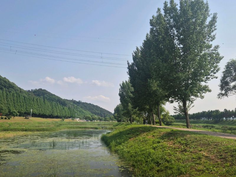 공주 메타세콰이어길