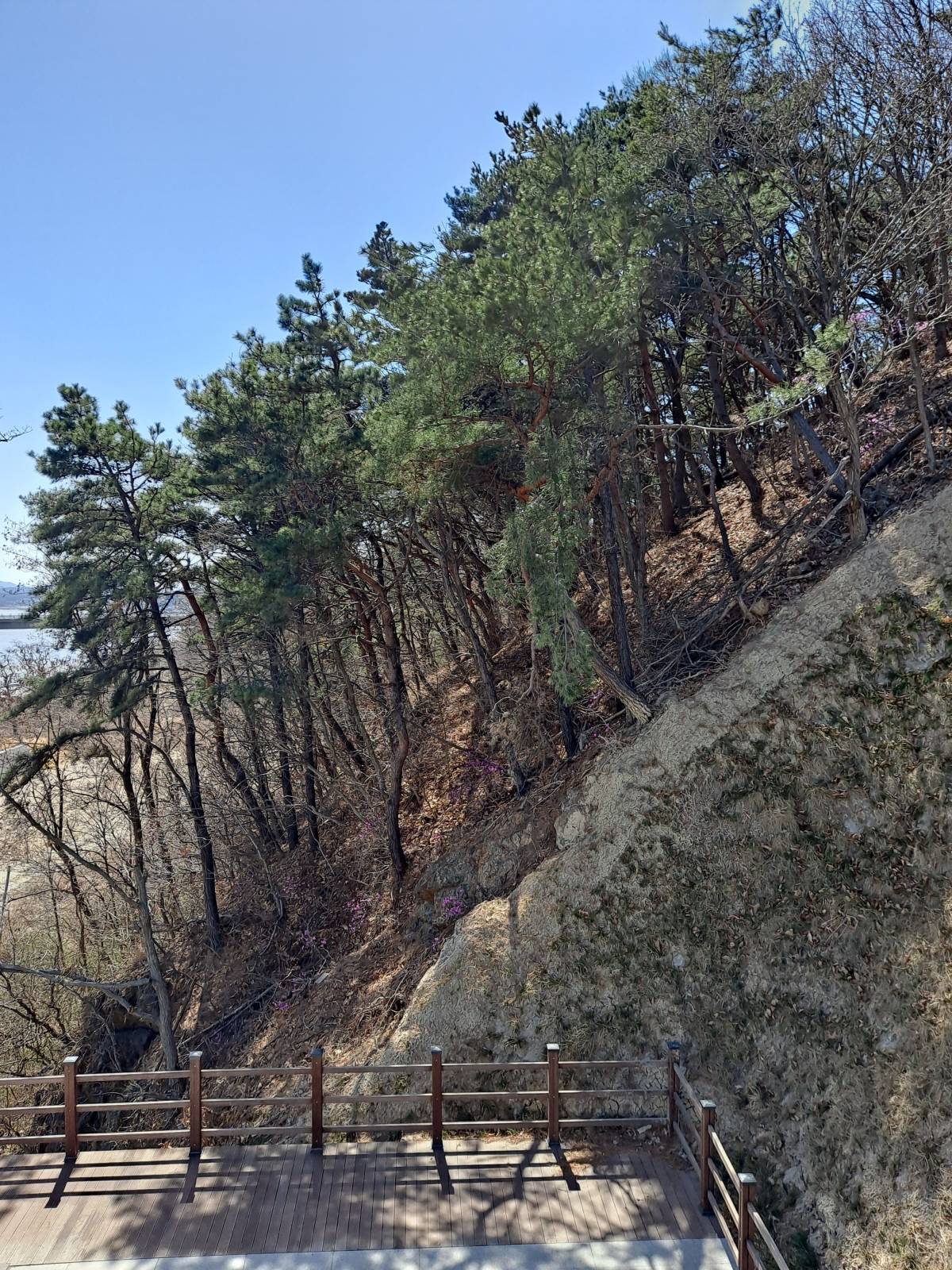 강화관문 언덕 진달래