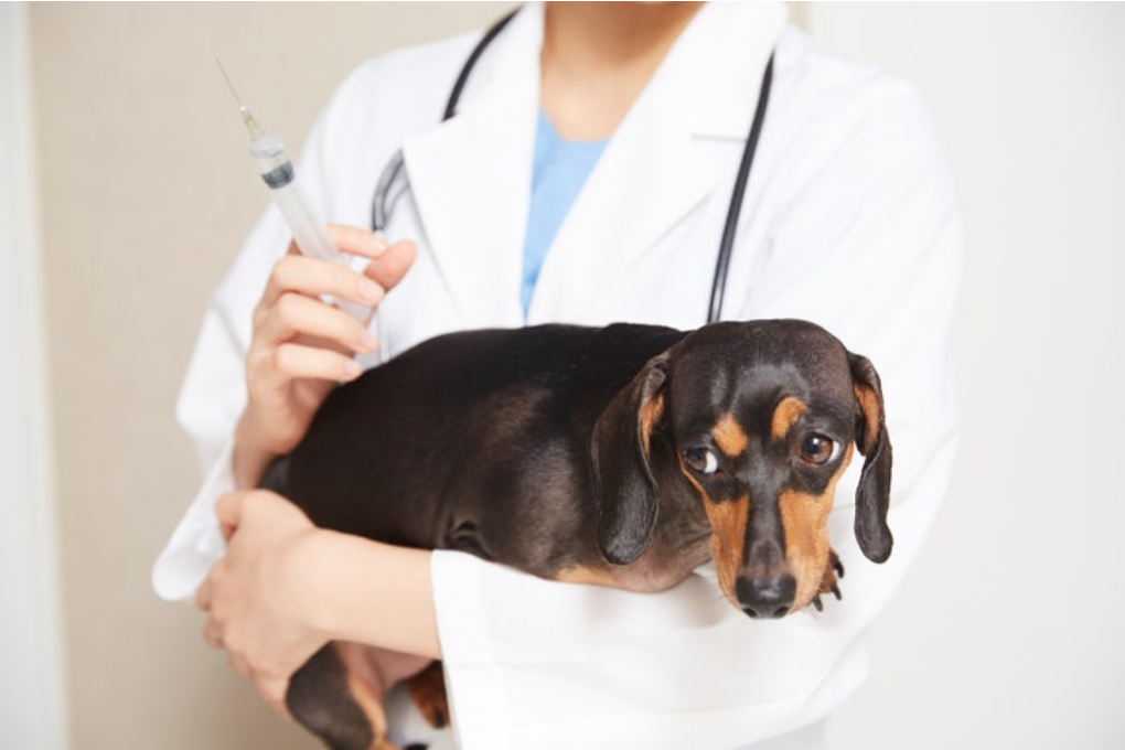 반려동물 산책 루틴 (산책 습관, 실내 놀이, 스트레스 해소)