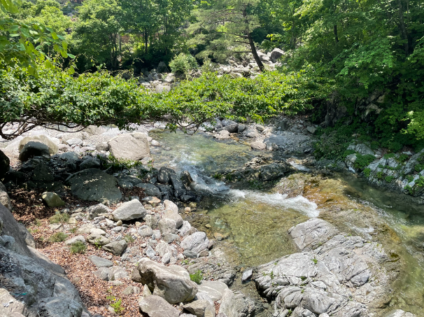 경기-가평-왕소나무-유원지-사진-입니다.