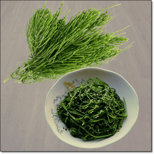 쇠뜨기 먹는 법