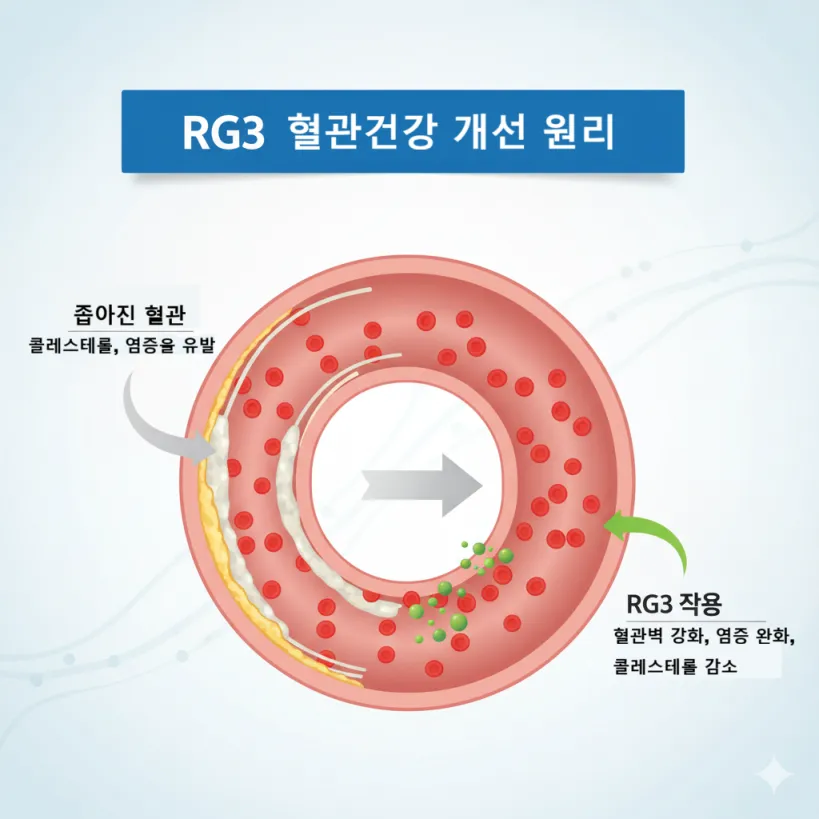 "rg3 혈관 건강 개선 원리" - 혈관 단면을 보여주는 인포그래픽