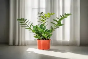 금전수