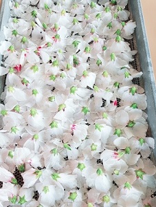 창녕무궁화카페