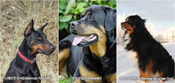 도베르만 핀셔, 로트와일러, 버니즈 마운틴 독