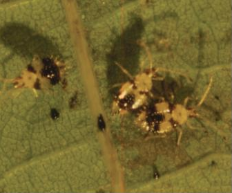 버즘나무방패벌레