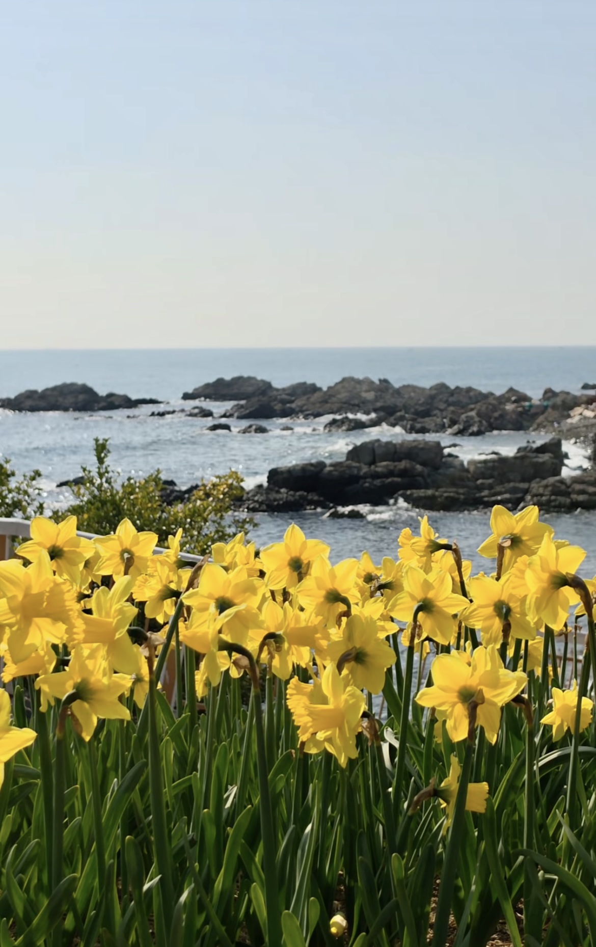 벚꽃 개화시기 4월 7일? 산림청 개화지도로 보는 2026 봄꽃 개화시기 관련사진