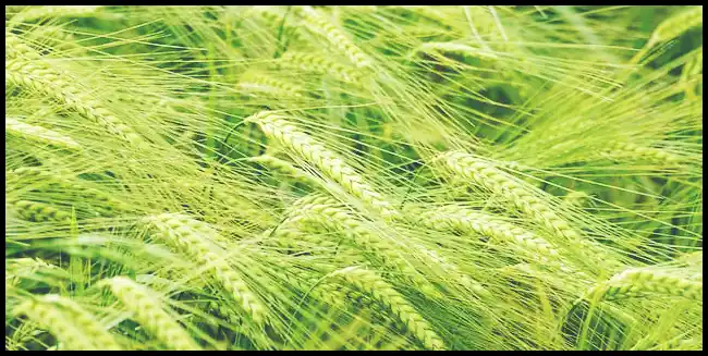 파로 곡물 효능 및 부작용과 먹는 법