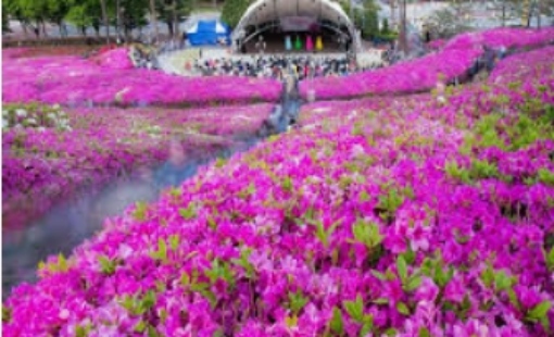 군포 철쭉축제