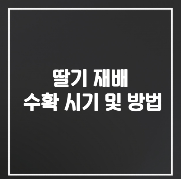 딸기 재배 수확 시기