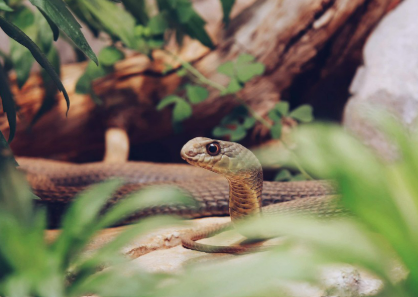 2025년 5월 뱀띠 운세