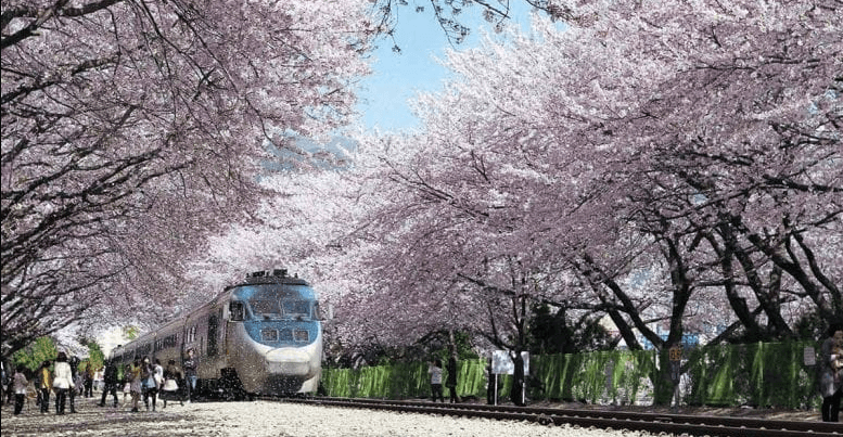 2025년 진해 군항제 벚꽃축제 관련사진