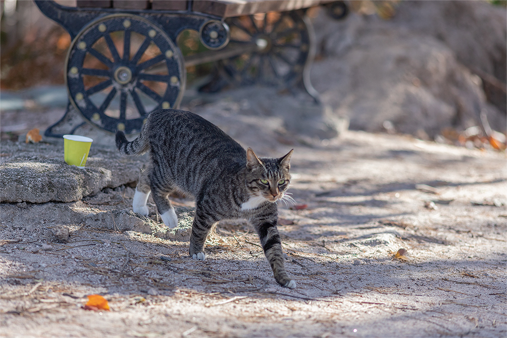 한양도성길
가을풍경
가을단풍
백악구간
서울여행
서울풍경
서울성곽길
청운대
말바위
숙정문
고양이