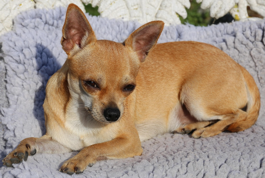 따뜻한 휴식 중인 치와와