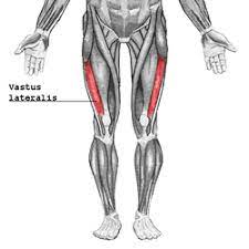 외측 대퇴사두근 (Vastus Lateralis)