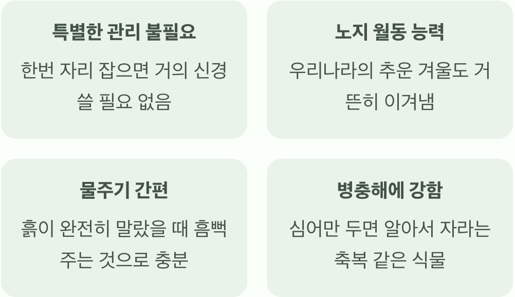 &amp;#39;게으른 정원사&amp;#39;를 위한 최고의 식물