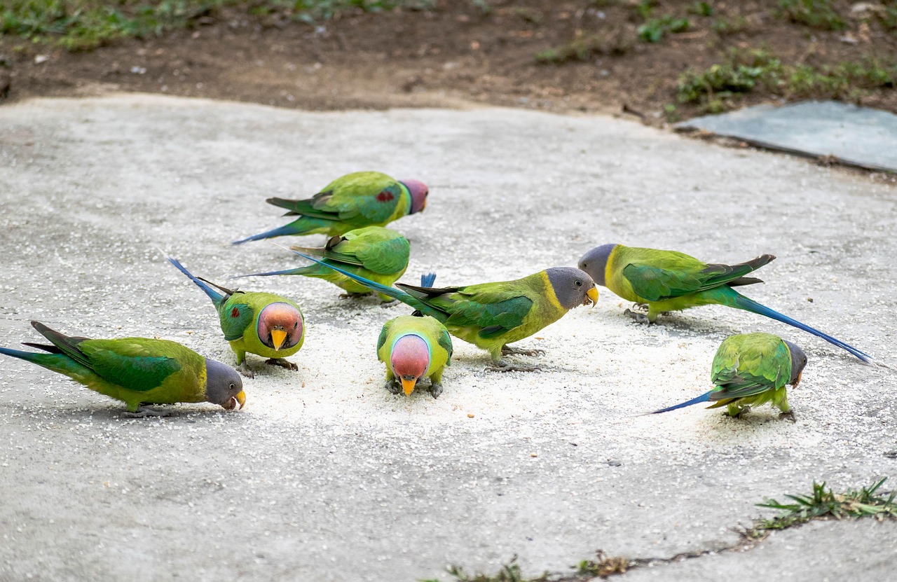 무리 지어 먹이를 먹고 있는 앵무새들