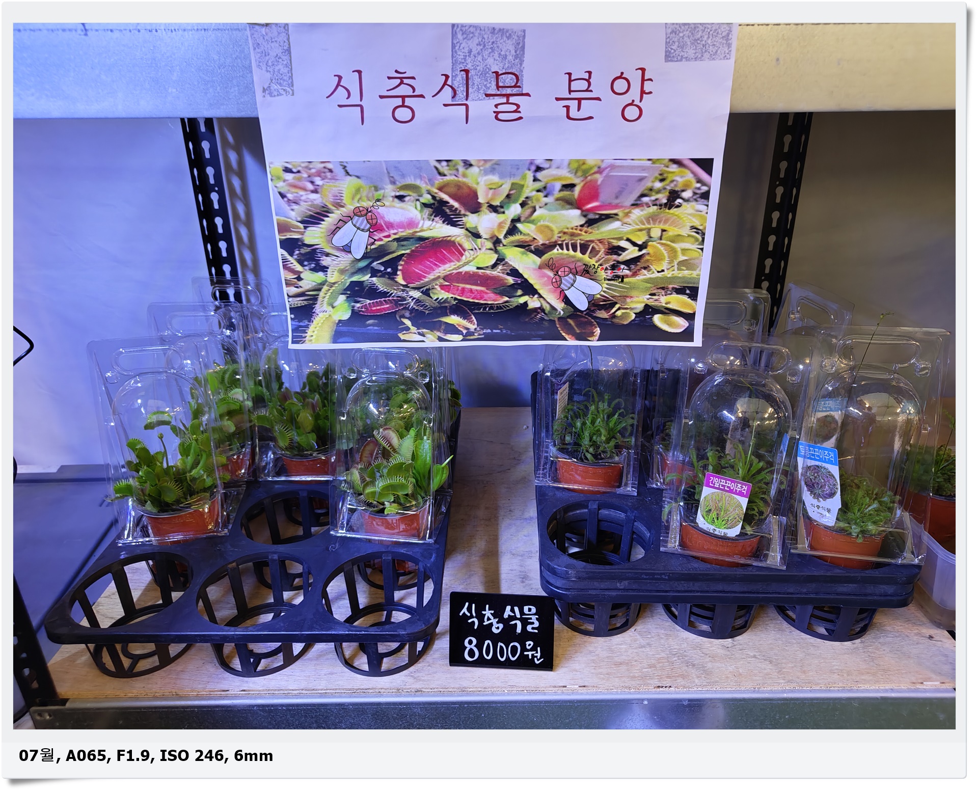 김해 열대우림 체험농장 파리지옥 식충식물