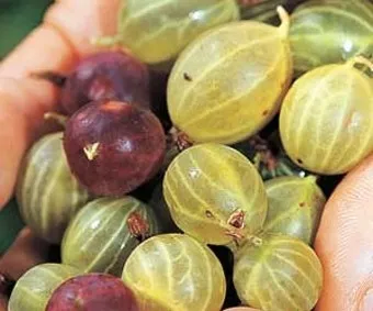 구스베리 재배 가시 관리 통풍 확보 열매 보호_11