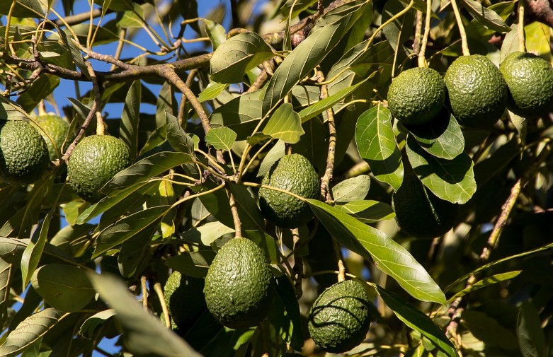 아보카도 부작용｜유래｜잘익은 아보카도｜칼로리｜영양소｜혈당｜권장
