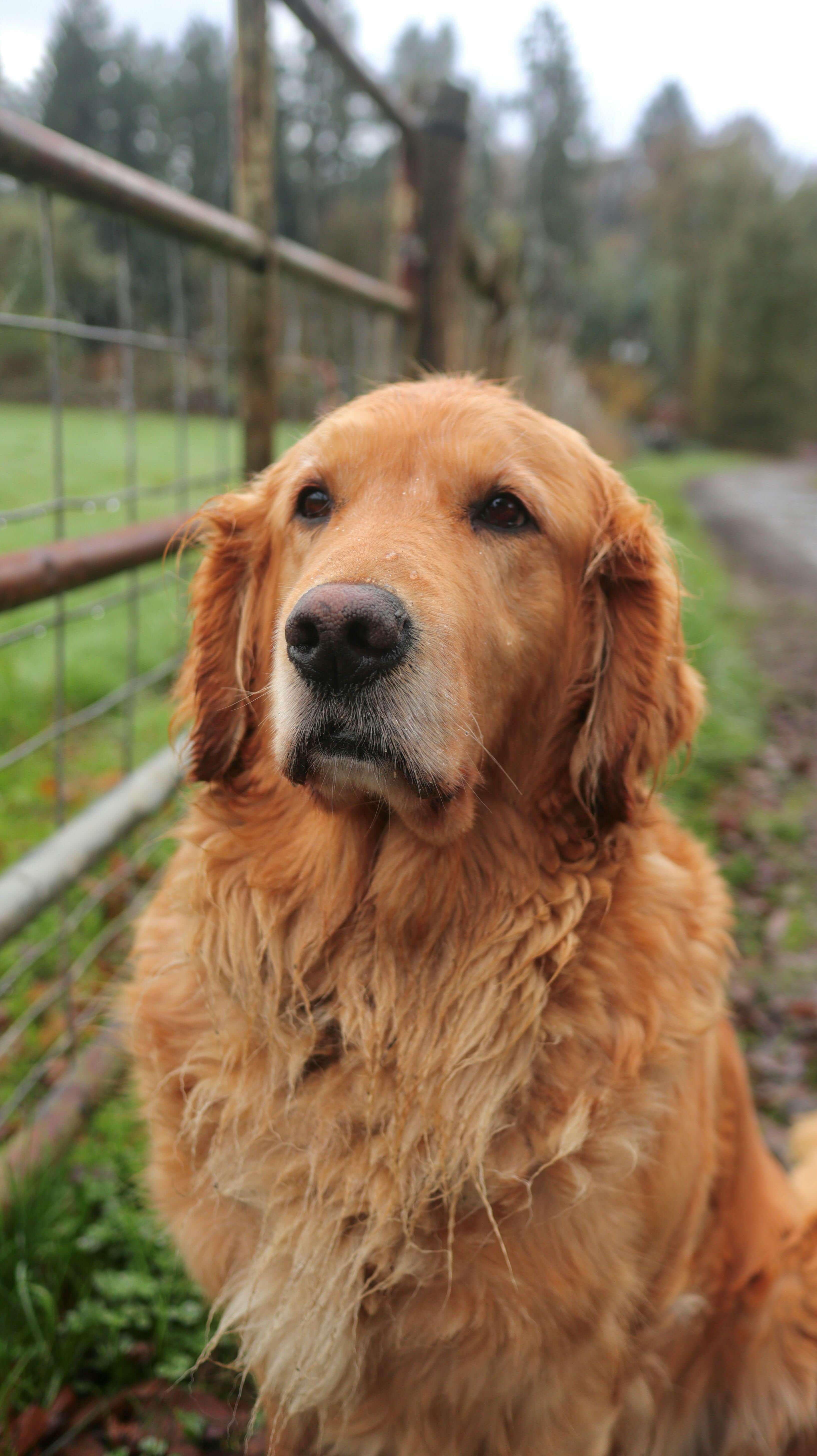 보호자가 가장 많이 묻는 펫보험 보험금 청구 FAQ 10가지 총정리