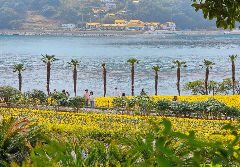 거제 공곶이 수선화