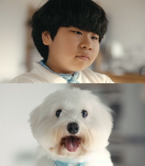 임영웅 반려견 시월이 총정리｜견종 코통 드 튈레아르&middot;나이&middot;생일&middot;입양 사연&middot;또또 뮤직비디오