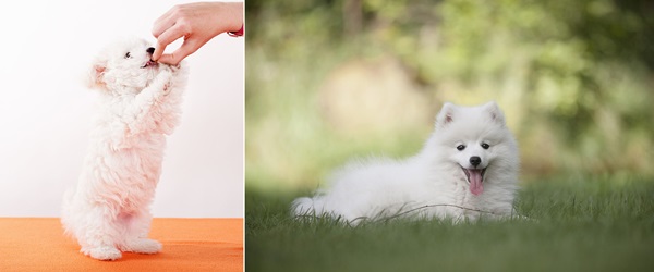 강아지가 먹으면 안되는 음식