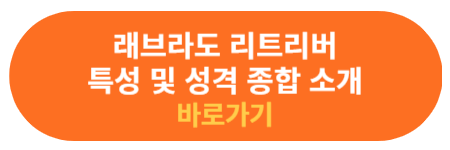 래브라도 리트리버 특성 및 성격 소개