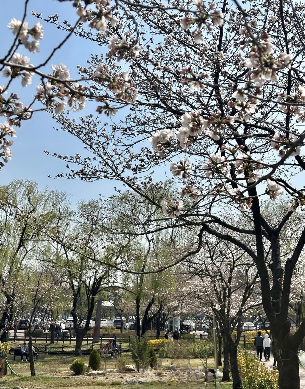 용산가족공원 K-맨발걷기 페스티벌 주차장 완벽 정리 관련사진