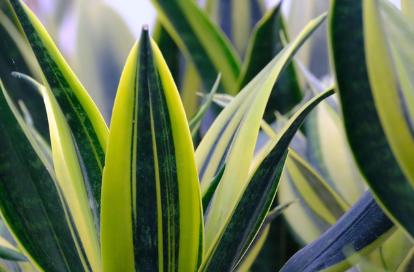 폐를 살리는 습관, 시니어를 위한 실내 공기질 관리법