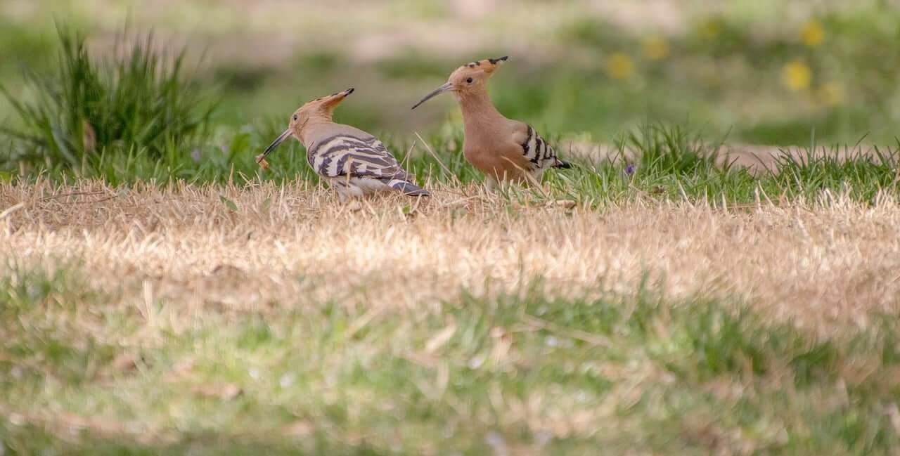 후투티가 경쟁을 최소화하는 방식