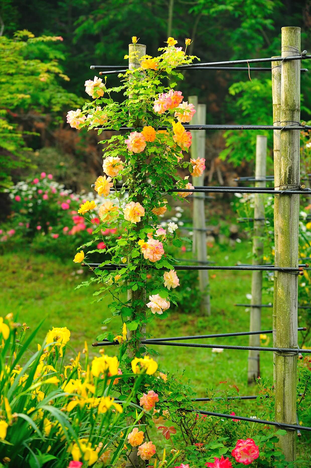 담양 죽화경 데이지 장미축제