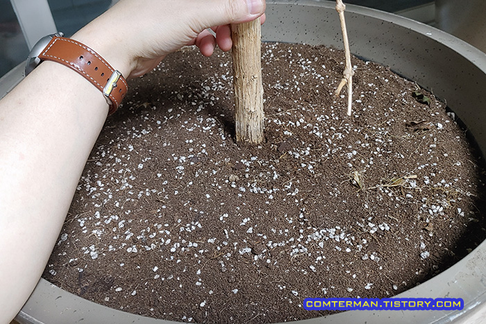 커피나무 화분 고정 방법