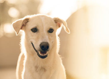 2025년 7월 개띠(생년별) 운세