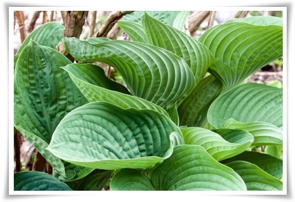 정원 "옥잠화 키우기" 초록빛 힐링을 선사하는 마법 같은 꽃!