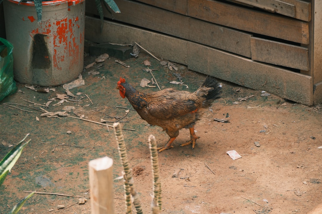 Chickenpox